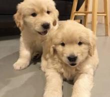 Puppies for sale golden retriever - Latvia, Saldus