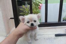Puppies for sale chihuahua - Latvia, Riga