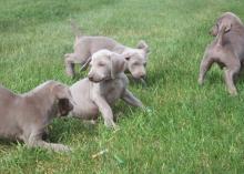 Puppies for sale weimaraner - Italy, Rome