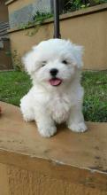 Puppies for sale maltese - Canada, Ontario, Hamilton