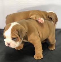 Puppies for sale english bulldog - Russia, Barnaul