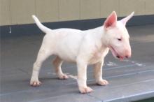 Puppies for sale bull terrier - Belarus, Minsk