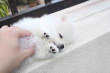 Puppies for sale pomeranian spitz - Finland, Helsinki