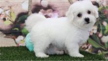 Puppies for sale , bichon frise  - Turkmenistan, Turkmenabad