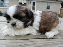 Puppies for sale shih tzu - Ireland, Dublin
