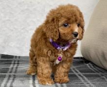 Puppies for sale , cavapoo - France, Paris. Price 32 €