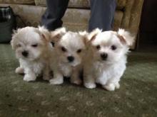 Puppies for sale maltese - Malta, Valletta