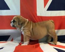 Puppies for sale english bulldog - Slovenia, Belgrade. Price 10 €