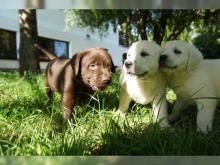 Puppies for sale labrador - Bulgaria, Rousse