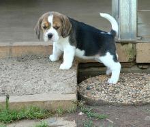 Puppies for sale beagle - Poland, Bytom