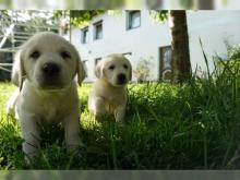 Puppies for sale labrador - Italy, Ancona