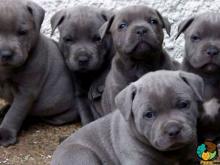 Puppies for sale staffordshire bull terrier - Bulgaria, 