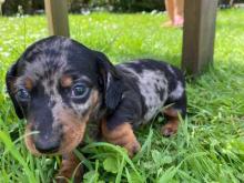 Puppies for sale dachshund - Denmark, Kopenagen. Price 21 $