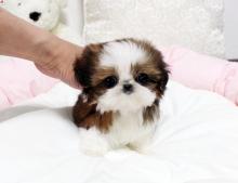 Puppies for sale shih tzu - Ireland, Dublin