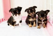 Puppies for sale chihuahua - Kazakhstan, Aqtobe