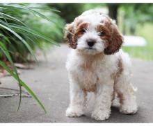 Puppies for sale , cockapoo - Germany, Wismar