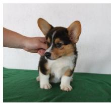 Puppies for sale , pembroke welsh corgi - Ireland, Dublin