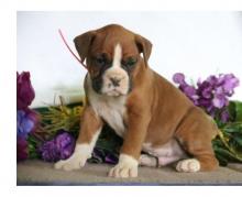 Puppies for sale boxer - Czech Republic, Pardubice
