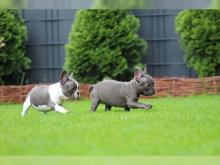 Puppies for sale french bulldog - Kyrgyzstan, Bishkek