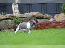 Puppies for sale french bulldog - Ukraine, Kharkiv