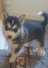 Puppies for sale other breed, husky - Slovenia, Belgrade. Price 200 €