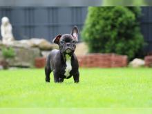 Puppies for sale french bulldog - Netherlands, Borne