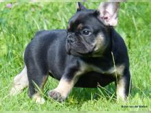 Puppies for sale french bulldog - Lithuania, Kretinga