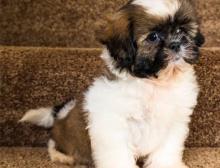 Puppies for sale shih tzu - United Kingdom, Manchester