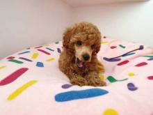 Puppies for sale toy-poodle - Denmark, Kopenagen. Price 10 €