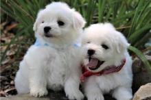 Puppies for sale maltese - Canada, Manitoba