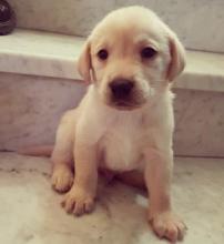 Puppies for sale labrador retriever - Russia, Angarsk