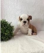 Puppies for sale english bulldog - Russia, Barnaul