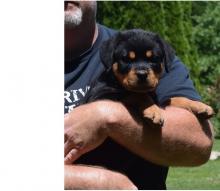 Puppies for sale rottweiler - USA, Maryland