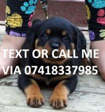 Puppies for sale rottweiler - United Kingdom, Belfast. Price 500 €