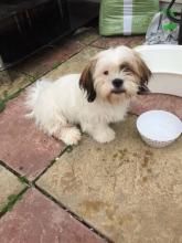 Puppies for sale shih tzu - Ireland, Dublin. Price 250 €