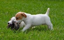 Puppies for sale jack russell terrier - Uzbekistan, Andijan