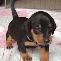 Puppies for sale dachshund - United Kingdom, Cardiff