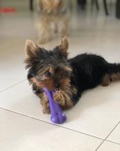 Puppies for sale yorkshire terrier - Czech Republic, Prague