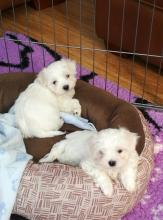 Puppies for sale maltese - Ireland, Dublin