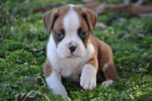 Puppies for sale boxer - Czech Republic, Prague