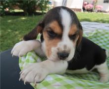 Puppies for sale beagle - Ireland, Dublin