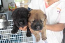Puppies for sale chow chow - Czech Republic, Prague