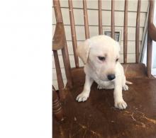 Puppies for sale labrador retriever - Ireland, Dublin