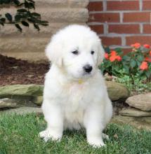 Puppies for sale golden retriever - Uzbekistan, Andijan