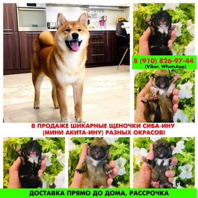 Продам щенка Акита, акита-ину - Россия, Люберцы
