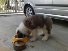 Puppies for sale other breed - Denmark, Aarhus