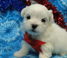 Puppies for sale maltese - Cyprus, Nicosia