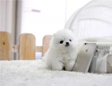 Puppies for sale pomeranian spitz - Belgium, Liege
