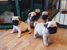 Puppies for sale pug - United Kingdom, Manchester