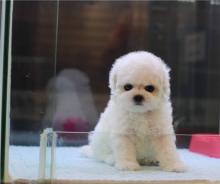 Puppies for sale bichon - Georgia, Burn